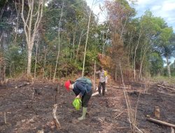 Penanaman Jagung Serentak di Mandor, Dukung Program Ketahanan Pangan Nasional