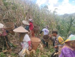 Panen Jagung Perdana KWT Nek Ance di Dusun Tungkalang, Meski Terkendala Hama Hasil Tetap Memuaskan