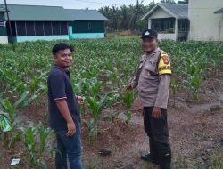 Dampingi Petani, Aipda Purnomo Berikan Edukasi Tentang Perawatan Tanaman Jagung