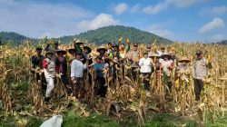 Panen Perdana Jagung Hibrida di Desa Ngarak, Meski Tanah Kurang Mendukung Warga Tetap Semangat Bertani