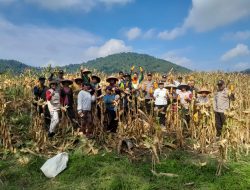 Panen Perdana Jagung Hibrida di Desa Ngarak, Meski Tanah Kurang Mendukung Warga Tetap Semangat Bertani