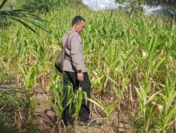Bintara Penggerak Cek Progres Penanaman Jagung