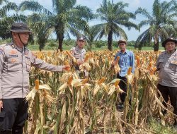 Polres Banyuasin Tinjau Lahan Jagung yang Akan Dipanen di Desa Gasing