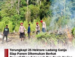 Terungkap! 25 Hektare Ladang Ganja Siap Panen