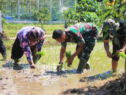 Turun Sawah Bersama Petani, Dandim 0806/Trenggalek Tanam Harapan untuk Negeri