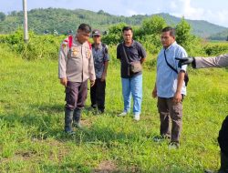 Kapolsek dampingi Pamatwil cek progres Demplot Jagung 1 Desa 1 Hektar