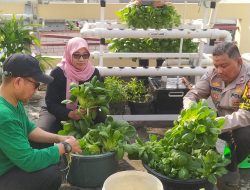 Ketahanan Pangan, Bhabinkamtibmas Palmerah dan Warga Palmerah Panen Pokcoy Hasil Kebun Bersama