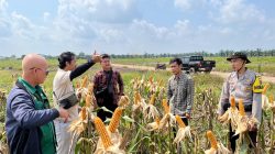 Brigadir Hartadi Dampingi BPS Cek Produktivitas Tanaman Jagung Yang Siap Panen