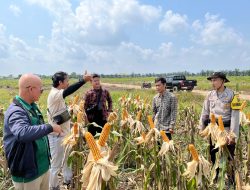 Brigadir Hartadi Dampingi BPS Cek Produktivitas Tanaman Jagung Yang Siap Panen