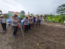 Kapolsek Ngabang Mendampingi Kapolres Landak Beserta Pejabat Utama Polres Landak Laksanakan Penanaman Benih Jagung