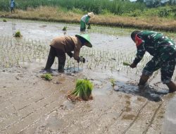 Babinsa Koramil Wagir Serda Faozan Hakim Dampingi Petani Tanam Padi di Sitirejo