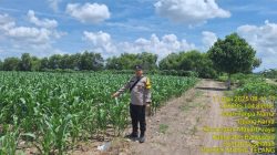 Tinjau Tanaman Jagung, Bripka Khaerul Saleh Sosialisasikan Harga Jagung