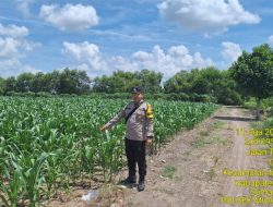 Tinjau Tanaman Jagung, Bripka Khaerul Saleh Sosialisasikan Harga Jagung
