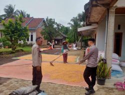 Kapolsek Tanjung Lago Cek Langsung Penjemuran Hasil Panen Jagung