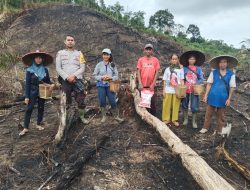 Bintara Penggerak Desa Temahar Aipda Gamal Silitonga Laksanakan Penanaman Bibit Jagung Hibrida R1 Nusantara