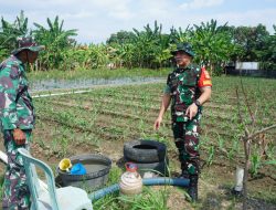 Ketahanan Pangan Jadi Prioritas, Dansatgas TMMD Reguler Ke-125 Kodim 0735/Surakarta Cek Progres Penanaman Jagung