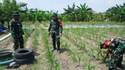 Dansatgas TMMD Reguler Ke-125 Kodim 0735/Surakarta Cek Lahan Ketahanan Pangan Dan Progres Penanaman Jagung