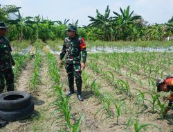 Dansatgas TMMD Reguler Ke-125 Kodim 0735/Surakarta Cek Lahan Ketahanan Pangan Dan Progres Penanaman Jagung