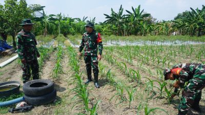Dansatgas TMMD Reguler Ke-125 Kodim 0735/Surakarta Cek Lahan Ketahanan Pangan Dan Progres Penanaman Jagung