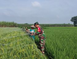 Menjaga Padi, Menjaga Ketahanan Pangan Nasional