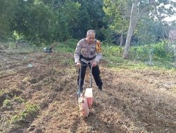 Penanaman Jagung Lanjutan di Lahan Demplot Polsek Sebangki, Wujud Sinergi Polisi dan Petani