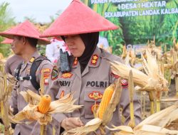 Panen Perdana Jagung Demplot Presisi Polres Landak di Desa Amboyo Inti