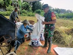 Babinsa Selokajang Dampingi Panen Padi, Dorong Petani Optimalkan Program Hanpangan