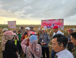 Polsek mekarti jaya melaksanakan Panen Jagung Perdana Dalam Rangka Mewujudkan Program Pemerintah Ketahanan Pangan Nasional