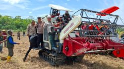 Polsek Rantau Bayur melaksanakan Panen Raya Padi IP 100 dan tanam IP 200 di Desa Srijaya Kec. Rantau Bayur Kab. Banyuasin