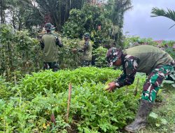 Ketahanan Pangan, Satgas Yonif 521/DY Wujudkan Melalui Buka Kebun di Sekitaran Pos Muara Nawa Distrik Airu