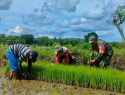 Tanam Padi Ciherang di Dawuhan, Babinsa Ramil Kademangan motivasi luas tambah tanam petani