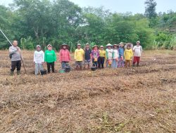 Bintara penggerak Ketahanan Pangan Desa Sailo laksanakan penanaman Demplot Jagung 1 Desa 1 Hektar