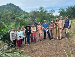 Penanaman Jagung Serentak di Desa Pahauman, Wujud Nyata Program Ketahanan Pangan Nasional