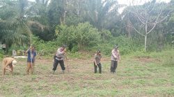Sebangki Gelar Penanaman Jagung Serentak, Dukung Program Ketahanan Pangan Nasional