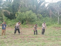Sebangki Gelar Penanaman Jagung Serentak, Dukung Program Ketahanan Pangan Nasional