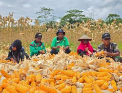 Satgas Yonif 131/Brajasakti dan Warga Wonorejo Panen Jagung Wujudkan Ketahanan Pangan di Perbatasan