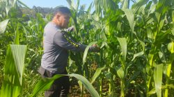 Pamatwil Kecamatan Mempawah Hulu cek progres Penanaman jagung Poktan Nyimpuk didesa Tunang