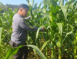 Pamatwil Kecamatan Mempawah Hulu cek progres Penanaman jagung Poktan Nyimpuk didesa Tunang