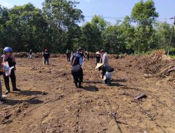 Penanaman Jagung Serentak di Desa Kerohok, Wujud Dukungan Program Ketahanan Pangan Nasional