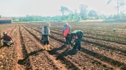 Dorong Ketahanan Pangan, Babinsa Simo Bantu Petani Tanam Jagung di Musim Kemarau