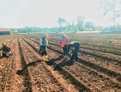 Dorong Ketahanan Pangan, Babinsa Simo Bantu Petani Tanam Jagung di Musim Kemarau