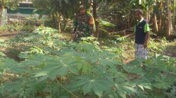 Babinsa Serengan Sambangi Lahan Ketahanan Pangan, Dorong Pemanfaatan Optimal Kesejahteraan Warga