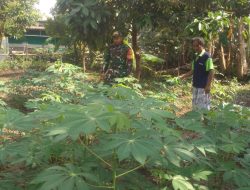 Babinsa Serengan Sambangi Lahan Ketahanan Pangan, Dorong Pemanfaatan Optimal Kesejahteraan Warga