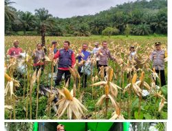 Panen Jagung di Lahan Demplot Polsek Sengah Temila Hasilkan 6 Ton