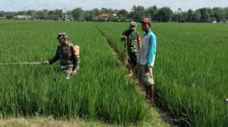 Antisipasi Serangan Hama, Babinsa Dampingi Petani Semprotkan Insektisida di Sawah