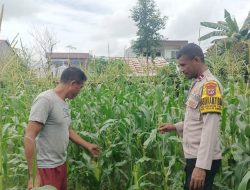 Bhabinkamtibmas Kelurahan Tihu Aktif Dukung Ketahanan Pangan Melalui Sambang Petani