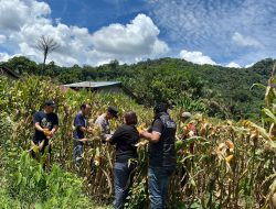 Panen Jagung di Demplot Polsek Sebangki, Wujud Sinergi Polisi dan Petani untuk Ketahanan Pangan