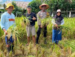 Bhabinkamtibmas Kelurahan Tihu Turun Langsung Bantu Petani Panen Padi, Dukung Program Ketahanan Pangan