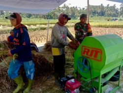 Bulir Padi Pilar Negeri, Sinergi Babinsa Dan Petani Karangrejo Jaga Ketahanan Pangan