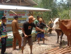BUMDes Maju Mandiri Terima 7 Ekor Sapi dari Dana Desa, Dorong Program Ketahanan Pangan 2025